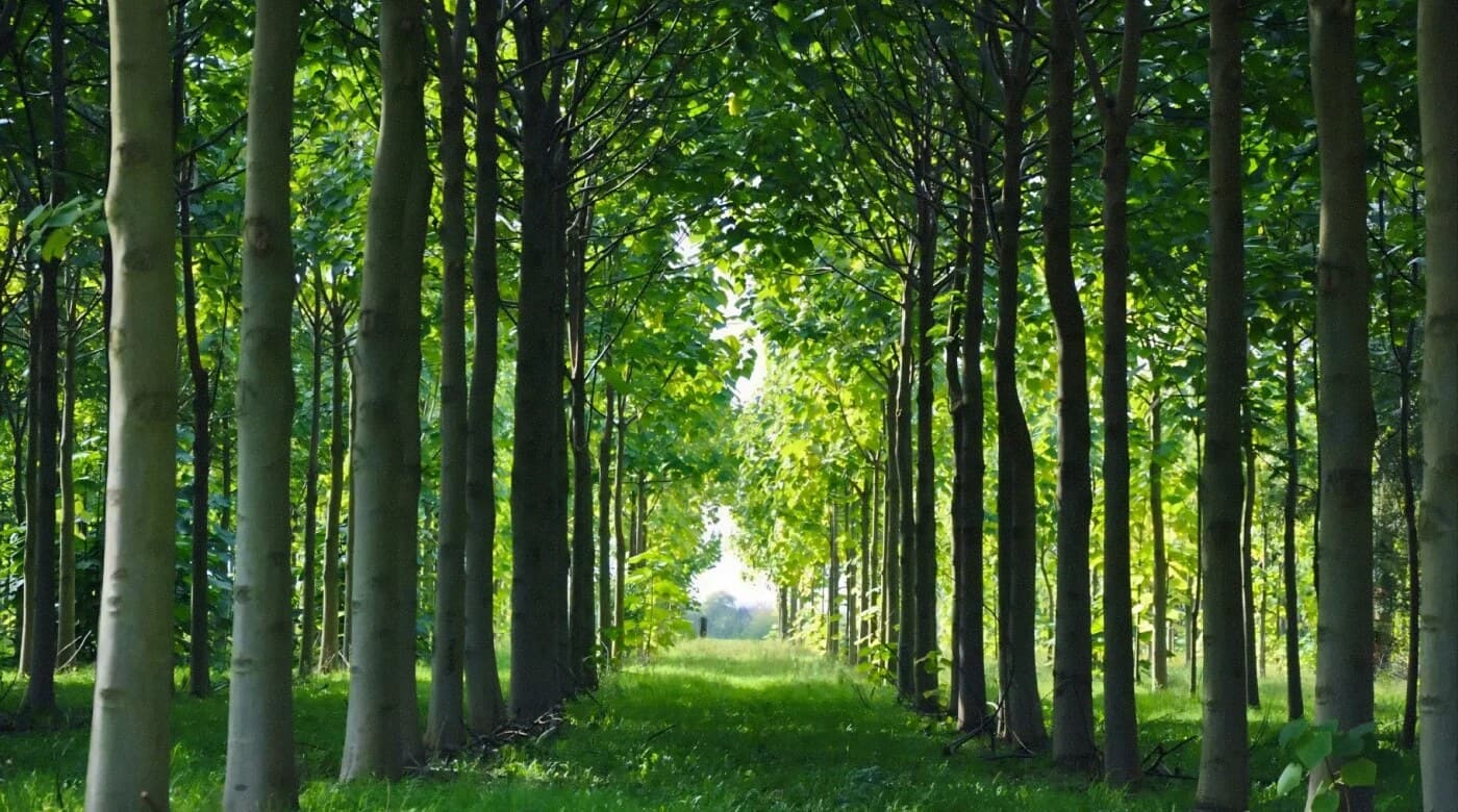 Paulownia plantation, the physical asset behind the HECTARE token